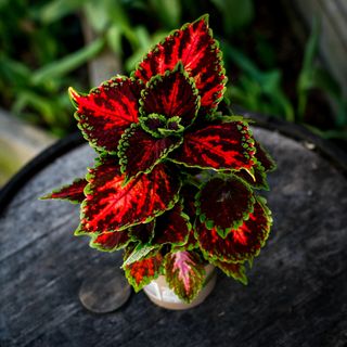 Palettblad 'Flamboyant Flamingo' 12 cm