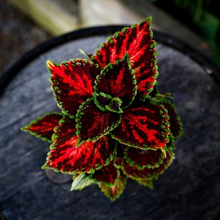 Palettblad 'Flamboyant Flamingo' 12 cm