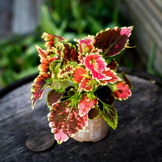 Palettblad 'Magnificent Mile' 12 cm