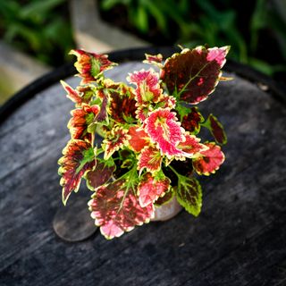 Palettblad 'Magnificent Mile' 12 cm