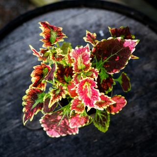 Palettblad 'Magnificent Mile' 12 cm