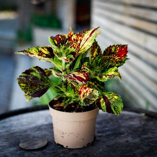 Palettblad 'Pavement Paradise' 12 cm