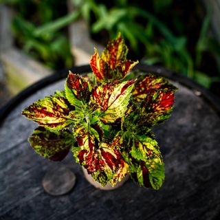 Palettblad 'Pavement Paradise' 12 cm