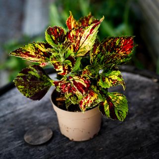 Palettblad 'Pavement Paradise' 12 cm