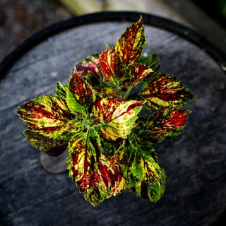 Palettblad 'Pavement Paradise' 12 cm