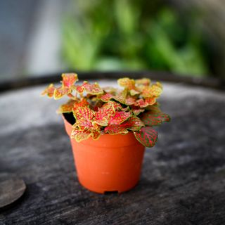 Fittonia 'Ruby Lime' 8,5 cm