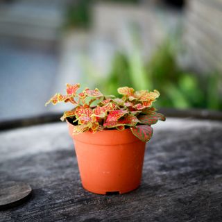 Fittonia 'Ruby Lime' 8,5 cm