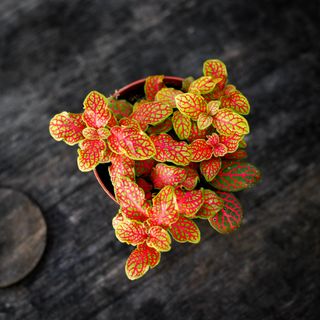 Fittonia 'Ruby Lime' 8,5 cm