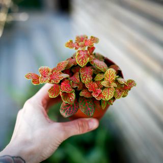 Fittonia 'Ruby Lime' 8,5 cm