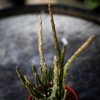 Euphorbia platyclada 'Erecta' 9 cm