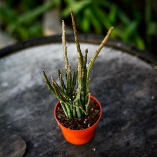Euphorbia platyclada 'Erecta' 9 cm