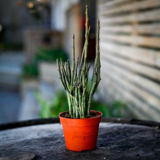 Euphorbia platyclada 'Erecta' 9 cm