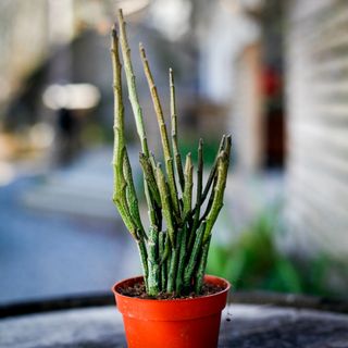 Euphorbia platyclada 'Erecta' 9 cm