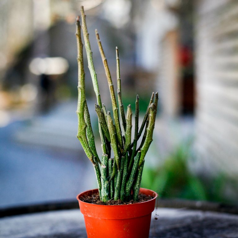 Euphorbia platyclada 'Erecta' 9 cm