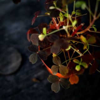 Oxalis Rödbladig 11 cm