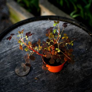 Oxalis Rödbladig 11 cm