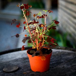 Oxalis Rödbladig 11 cm
