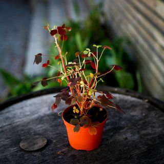 Oxalis Rödbladig 11 cm