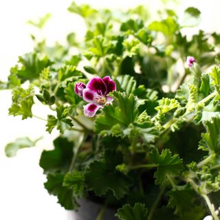 Pelargonium 'Nova' 10,5 cm