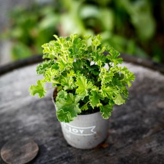 Pelargonium 'Nova' 10,5 cm
