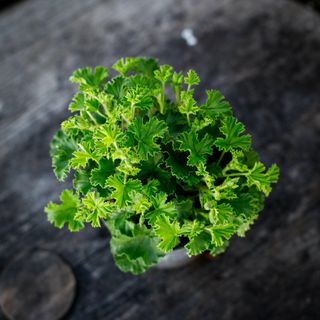 Pelargonium 'Nova' 10,5 cm