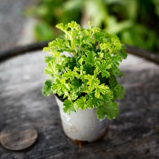 Pelargonium 'Nova' 10,5 cm