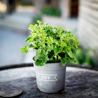 Pelargonium 'Nova' 10,5 cm