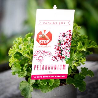 Pelargonium 'Nova' 10,5 cm