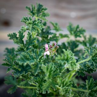 Pelargonium 'Isko Lemon' i lerkruka 13 cm