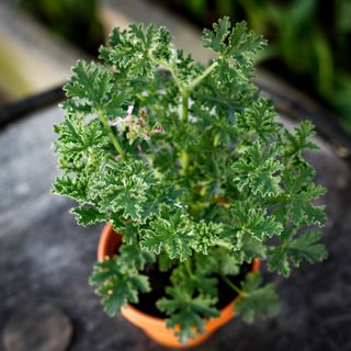 Pelargonium 'Isko Lemon' i lerkruka 13 cm