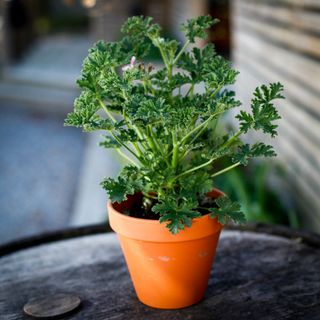 Pelargonium 'Isko Lemon' i lerkruka 13 cm