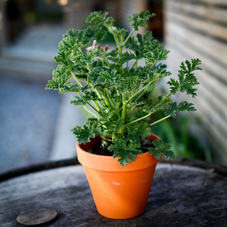 Pelargonium 'Isko Lemon' 12 cm