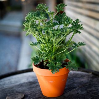 Pelargonium 'Isko Lemon' i lerkruka 13 cm