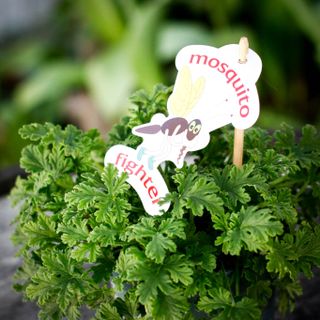 Pelargonium 'Mosquito Fighter' 12 cm