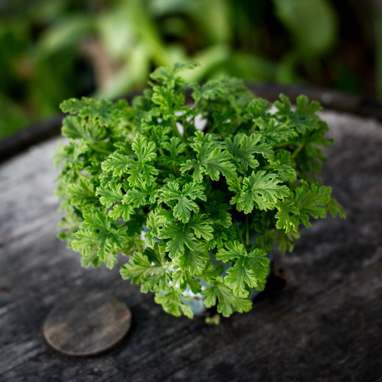 Pelargonium 'Mosquito Fighter' 12 cm