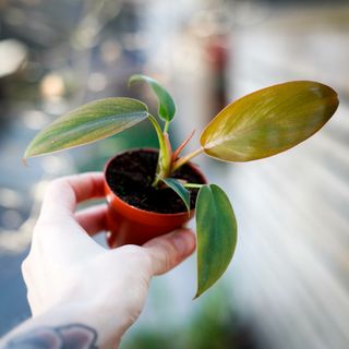 Philodendron 'Florida Bronze'