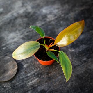 Philodendron 'Florida Bronze'