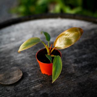 Philodendron 'Florida Bronze'