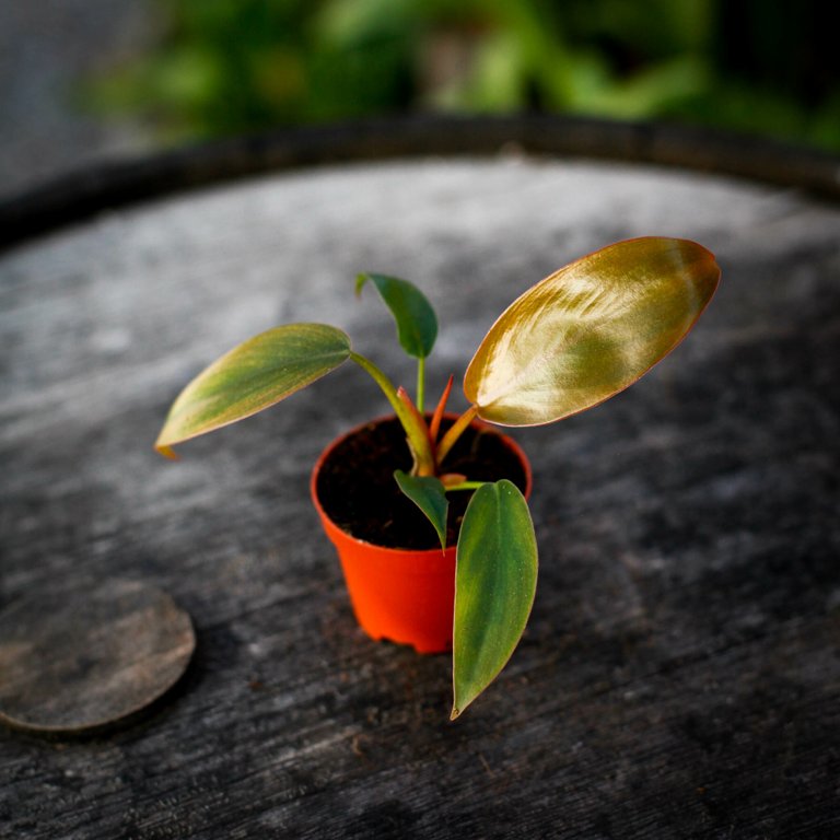 Philodendron 'Florida Bronze' 6 cm