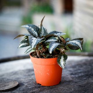 Pilea 'Silver Tree' 8,5 cm