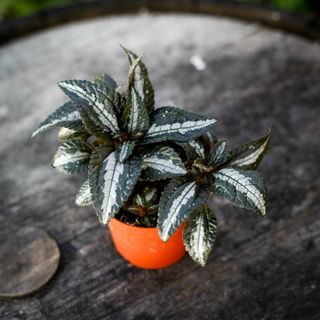 Pilea 'Silver Tree' 8,5 cm