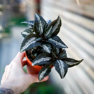 Pilea 'Silver Tree' 8,5 cm