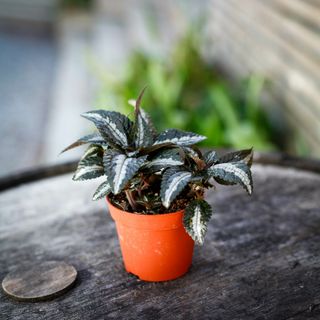 Pilea 'Silver Tree' 8,5 cm