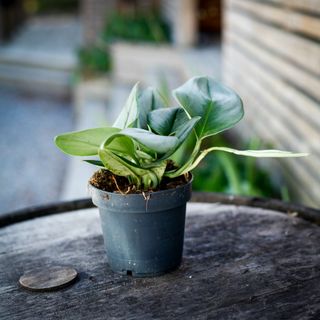 Scindapsus 'Moonlight' 12 cm