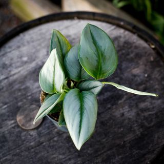 Scindapsus 'Moonlight' 12 cm