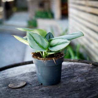 Scindapsus 'Moonlight' 12 cm