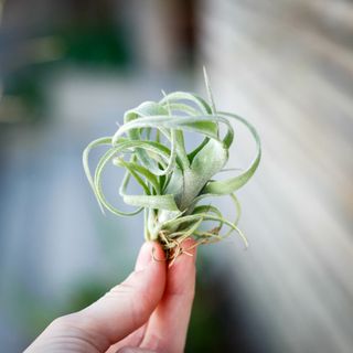 Tillandsia 'Curly Slim'