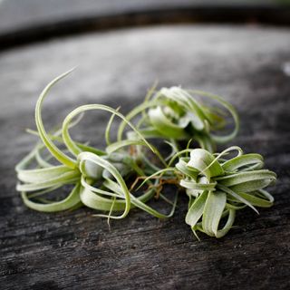 Tillandsia 'Curly Slim'