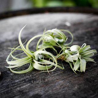 Tillandsia 'Curly Slim'