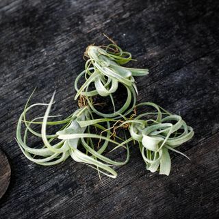 Tillandsia 'Curly Slim'